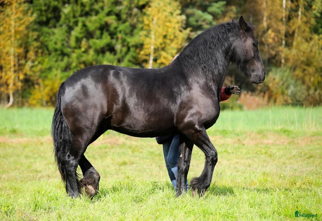 Allround hästar till salu: **Exceptional Horse for Sale** - Annons 23