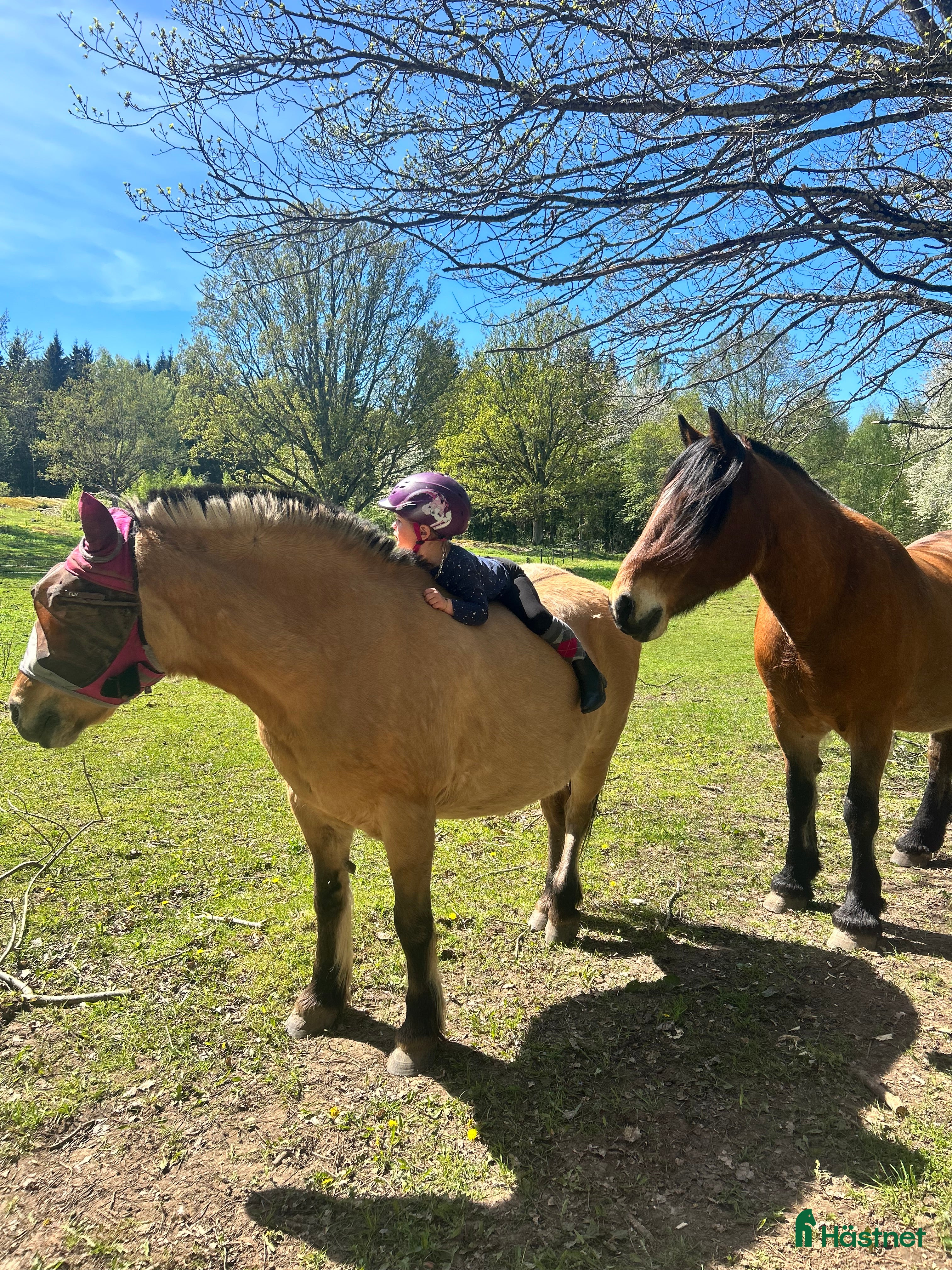  hästar Intressekoll  i Ödeshög - Annons 10