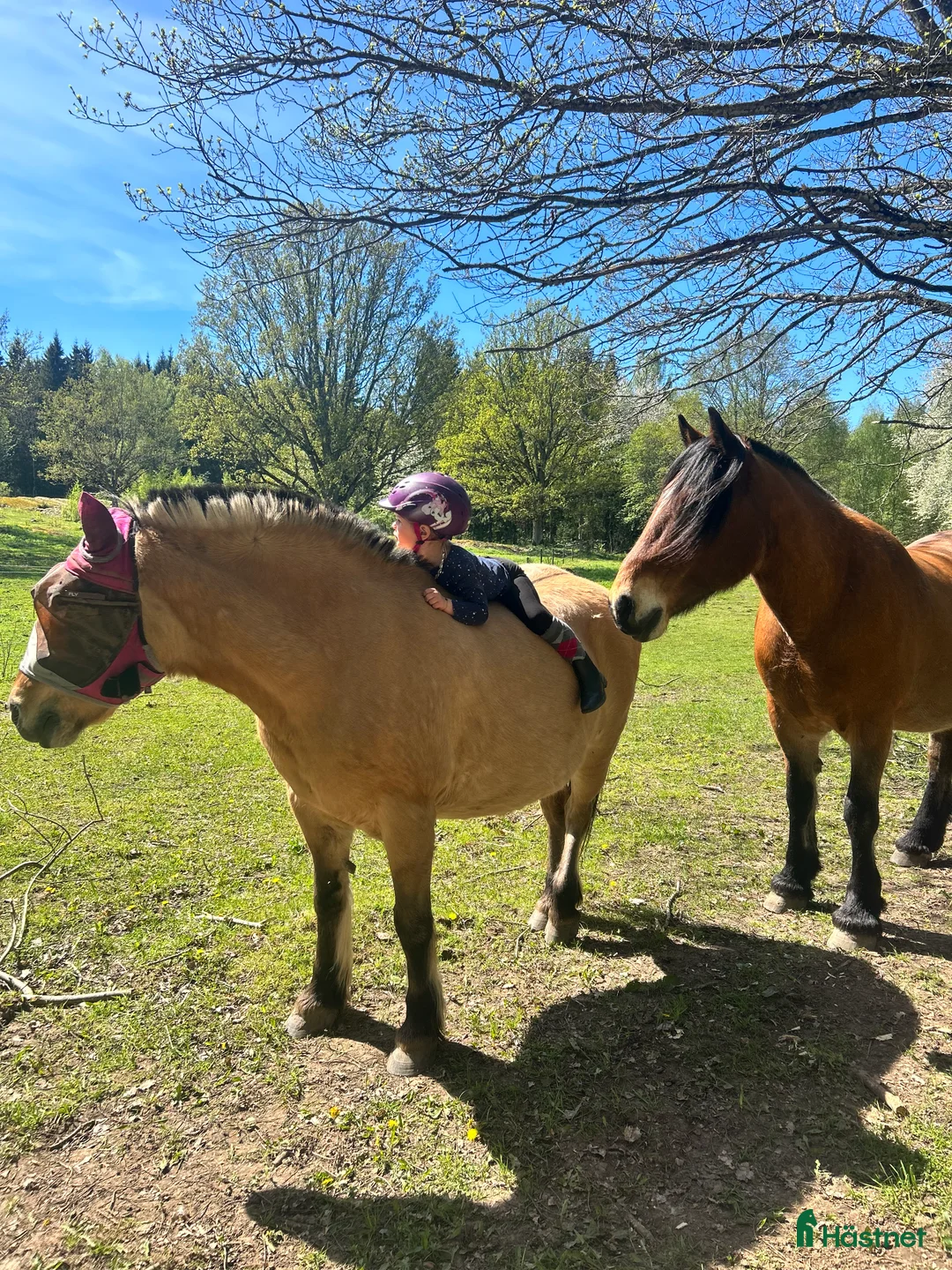 Allround hästar till salu: Intressekoll  i Ödeshög - Annons 1