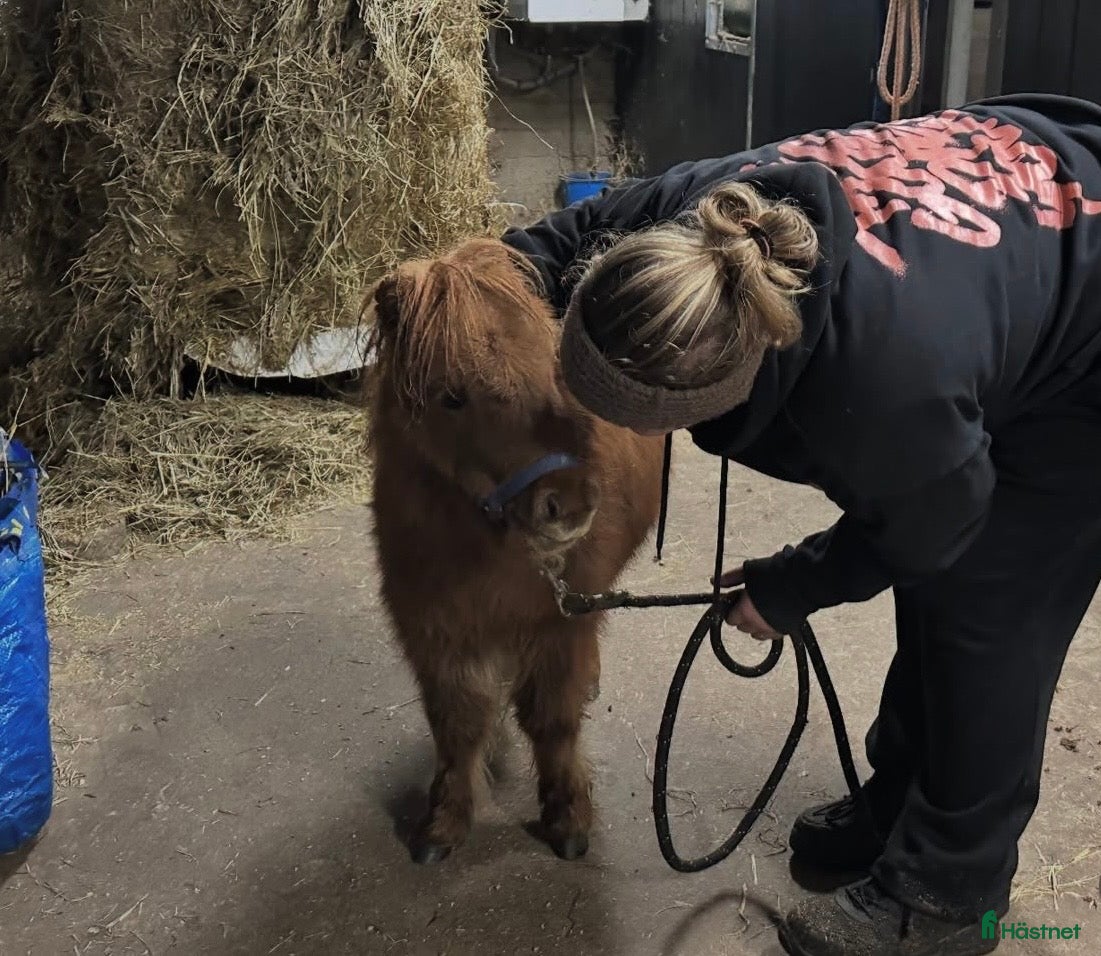  hästar Sötaste minis tjejen  - Annons 5
