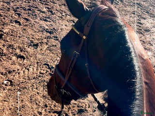 medryttarhäst finnes: Medryttare sökes i Jönköping - Annons 6