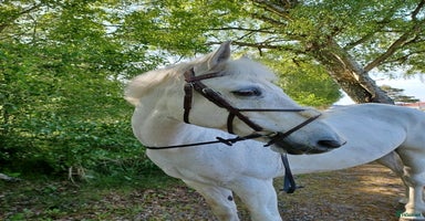  hästar i Varberg - Annons 4
