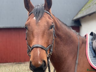 hästar Snällaste hopphästen i Ängelholm - Annons 8