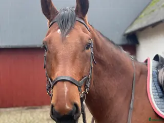 hästar Snällaste hopphästen i Ängelholm - Annons 7