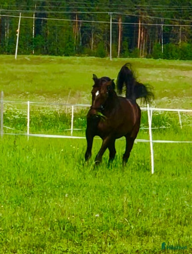 Galleribild {{count}}