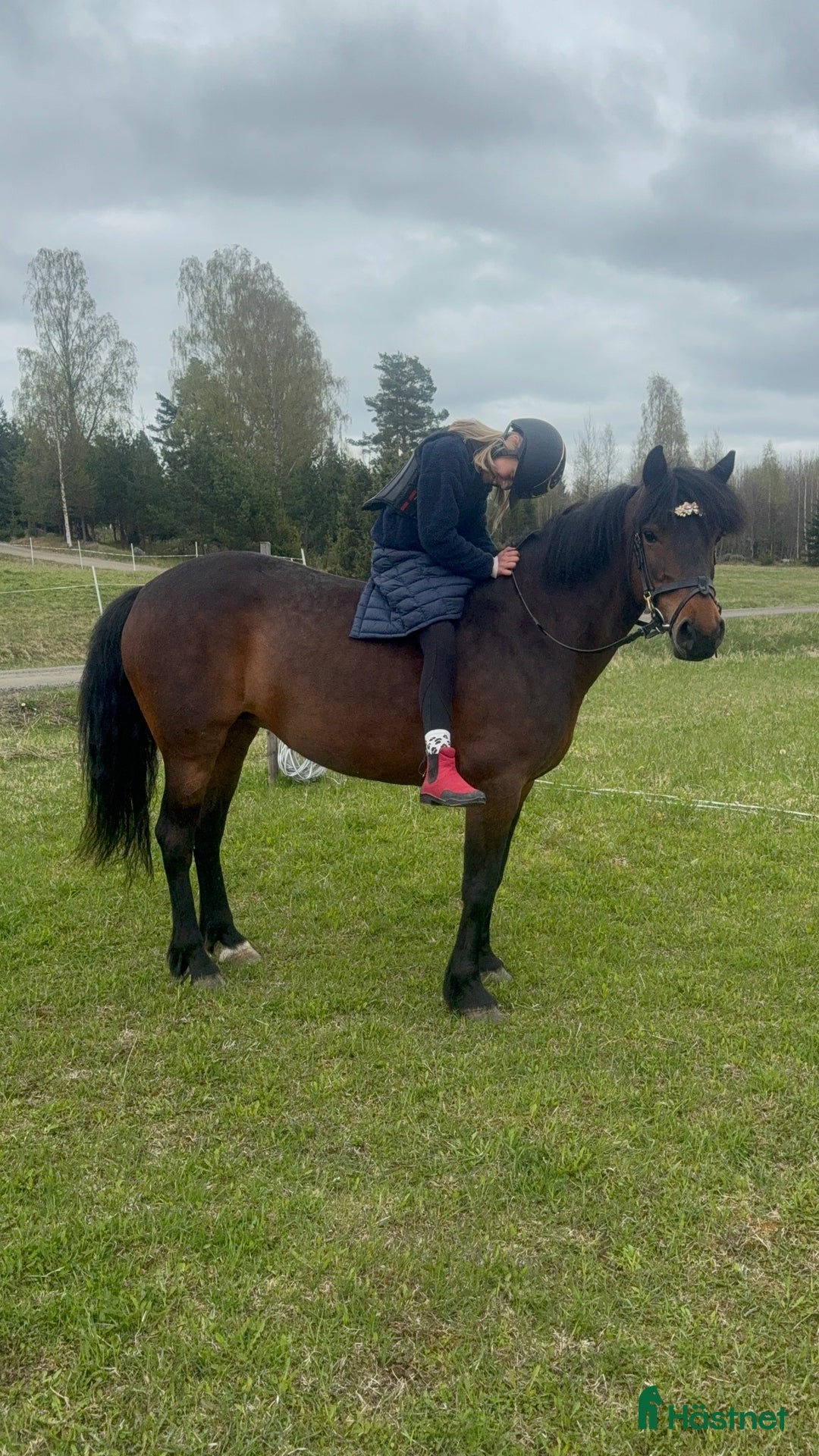Allround hästar till salu: Fantastisk läromästare & bästa vän.  i Ljusdal - Annons 1