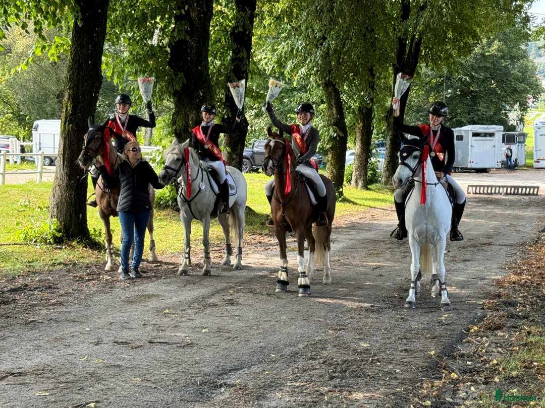 Hoppning hästar till salu: Topp kat.1 ponni til salgs i Bryne - Annons 18