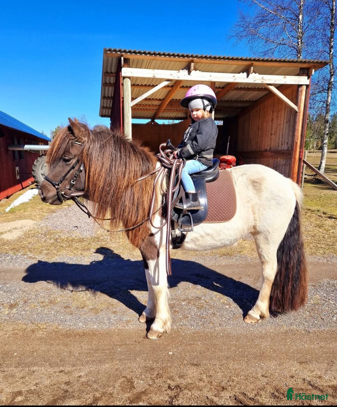 Övrigt hästar till salu: Islandssto i Åseda - Annons 10
