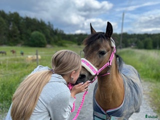 Allround hästar sökes: Medryttare sökes i Åkersberga - Annons 1