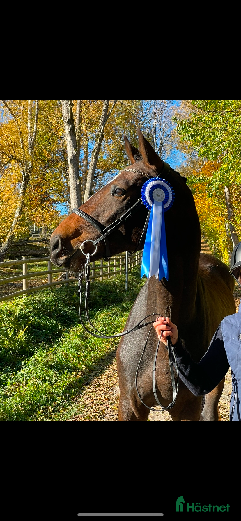  hästar Framtida sporthäst f.2023 i Vinninga - Annons 2