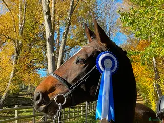 hästar Framtida sporthäst f.2023 i Vinninga - Annons 2