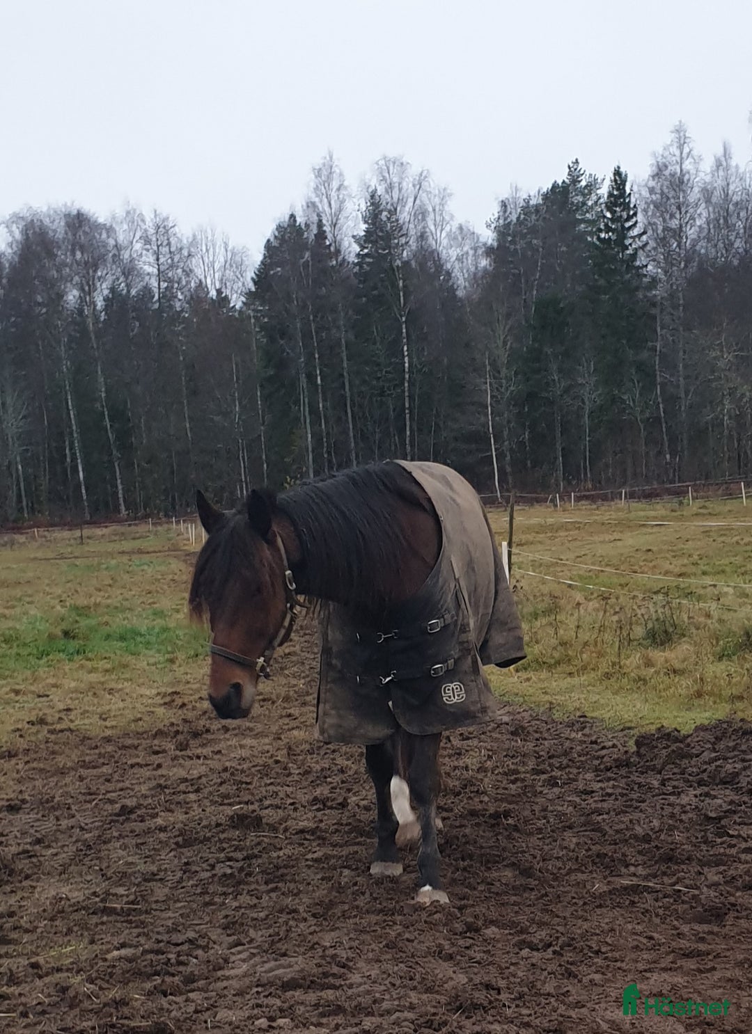 Trav hästar till salu: Sött sto och/eller snygg valack i Vretstorp - Annons 3