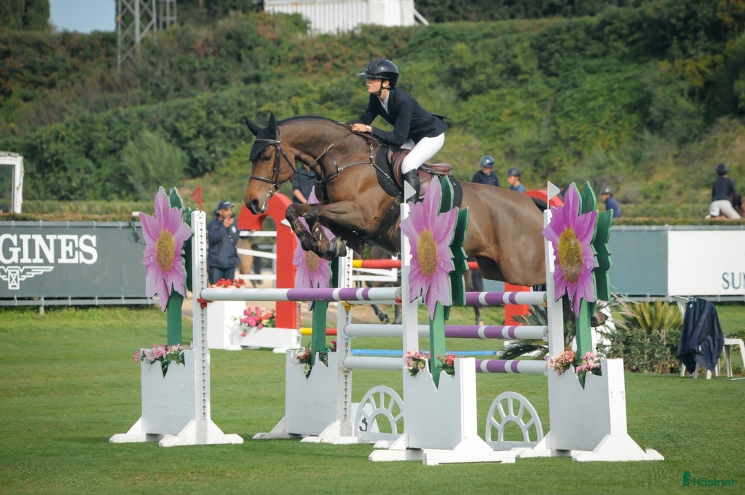 Hoppning hästar till salu: Fantastiskt sto med kämparglöd och kvalitet! i Villshärad - Annons 3