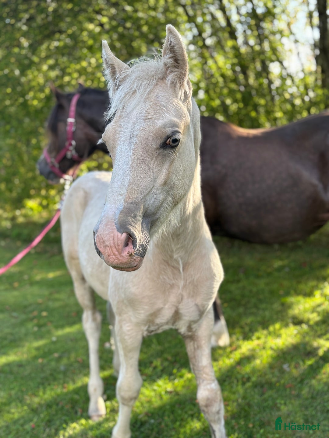 Allround hästar till salu: Söt som socker❤️ i Kalv - Annons 4