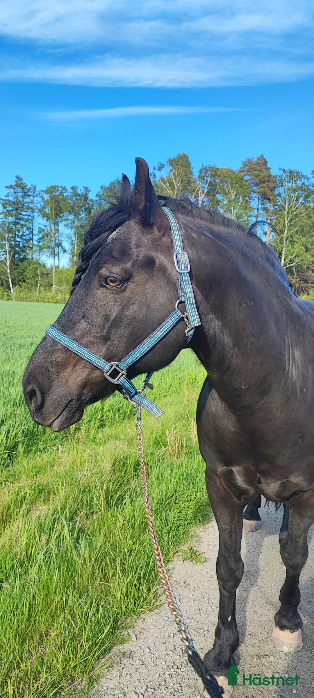 Allround hästar till salu: Trevlig valack söker nytt hem - Annons 2