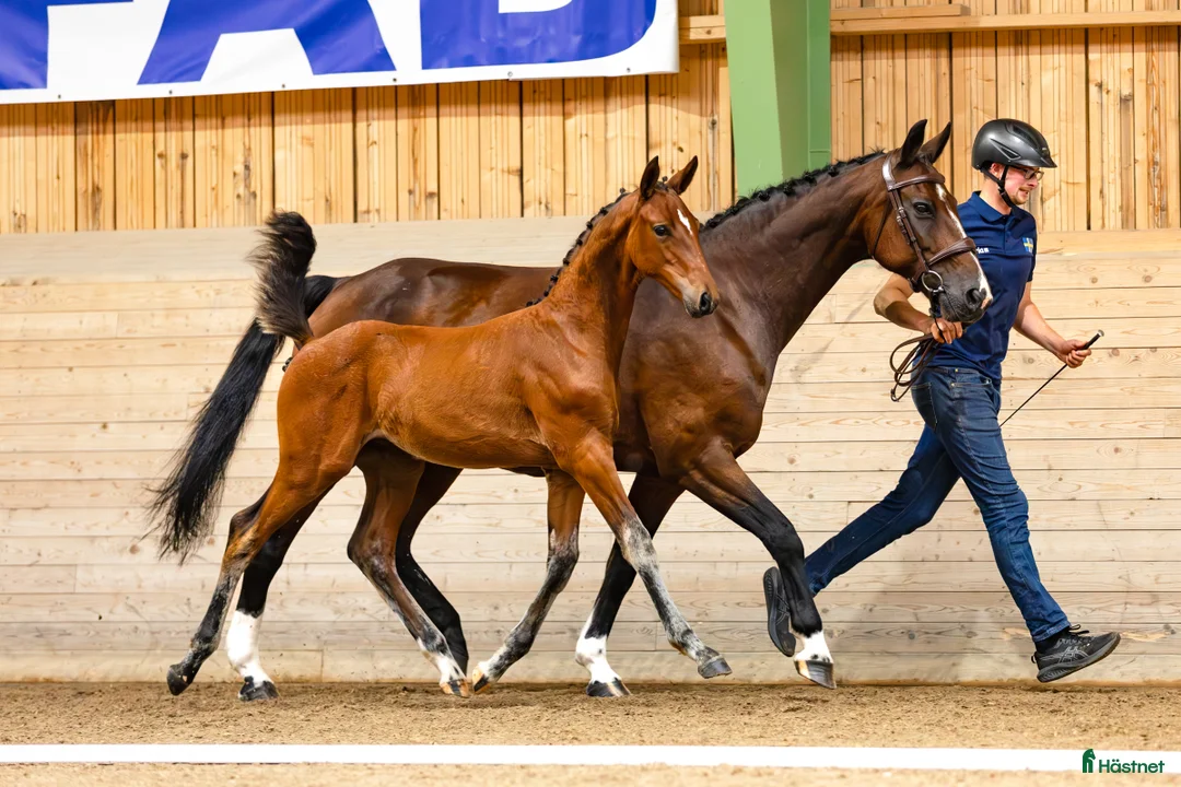 Hoppning hästar till salu: Hingstföl med svårklass stam  i Tjällmo - Annons 3