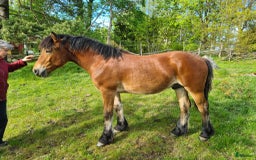 Körning hästar till salu: Mysig kille 1 årig hingst. i Moheda - Bild 1
