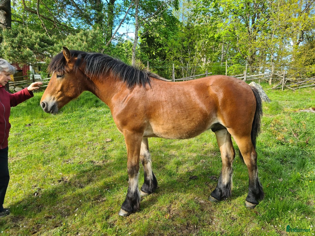 Körning hästar till salu: Mysig kille 1 årig hingst. i Moheda - Bild 1