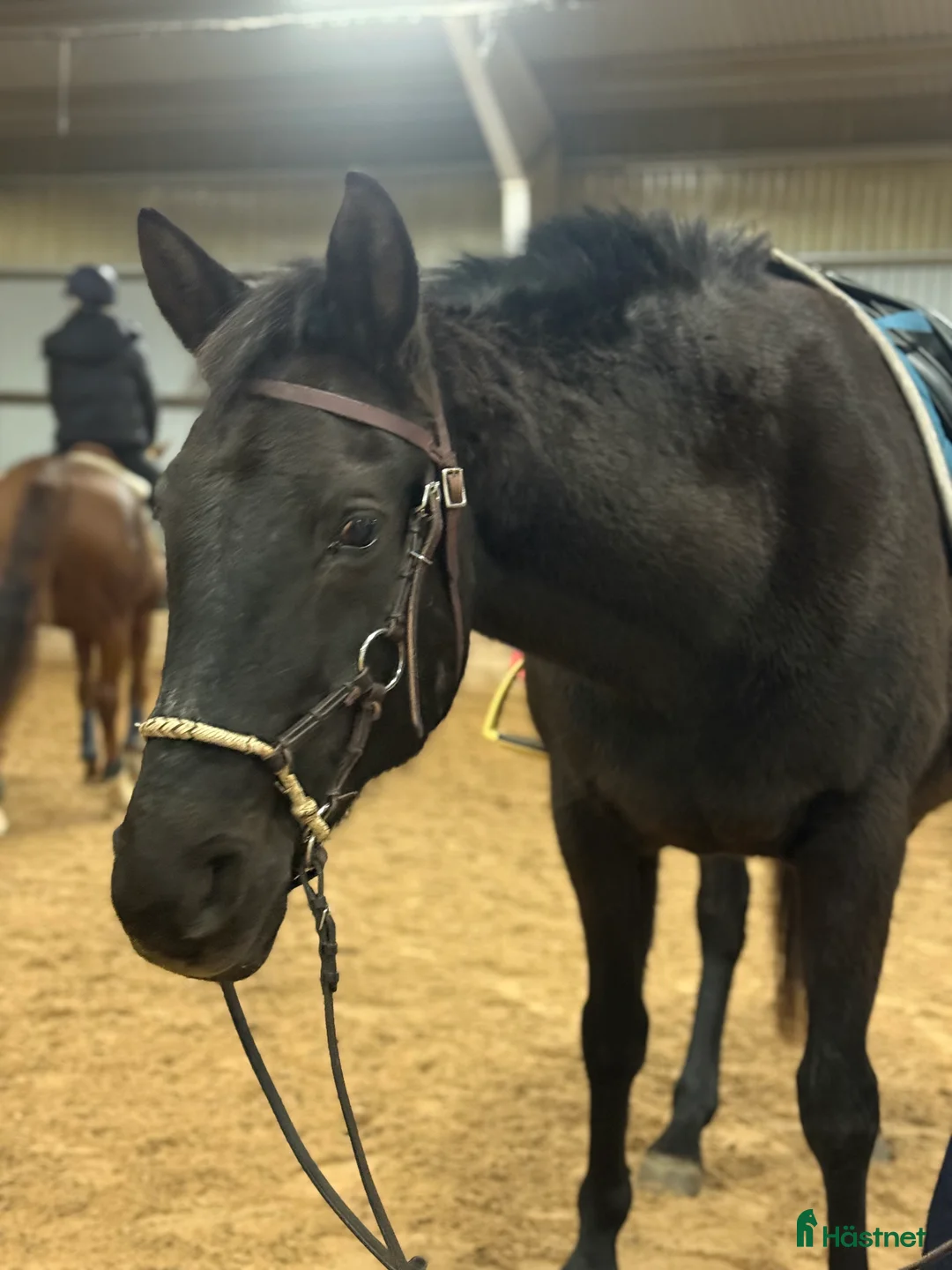 Allround hästar till salu: Personligt sto som söker ett lugnt och trygg hem i Åryd - Annons 1