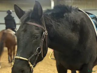 hästar Personligt sto som söker ett lugnt och trygg hem i Åryd - Annons 1