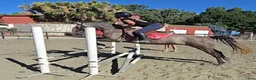 Hoppning hästar till salu: Trevliga Prisvärda hästar i Spanien  - Annons 2