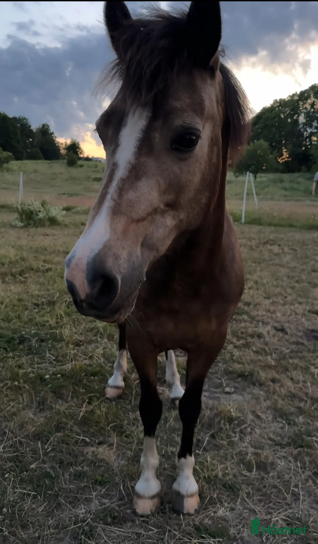 Dressyr hästar till salu: Älskad supersnäll C-ponny söker långvarigt hem - Annons 3