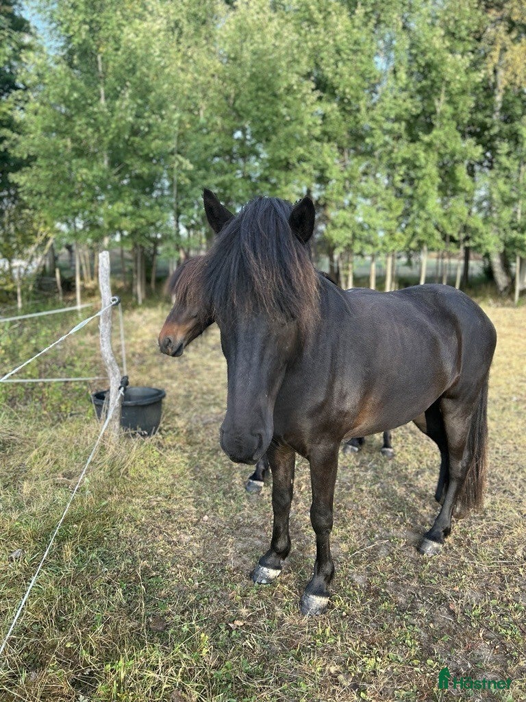  hästar Islandsvalack 6 år.  - Annons 4