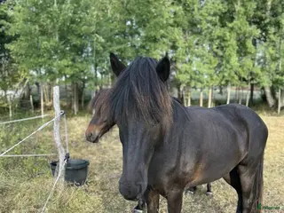 hästar Islandsvalack 6 år. - Annons 4