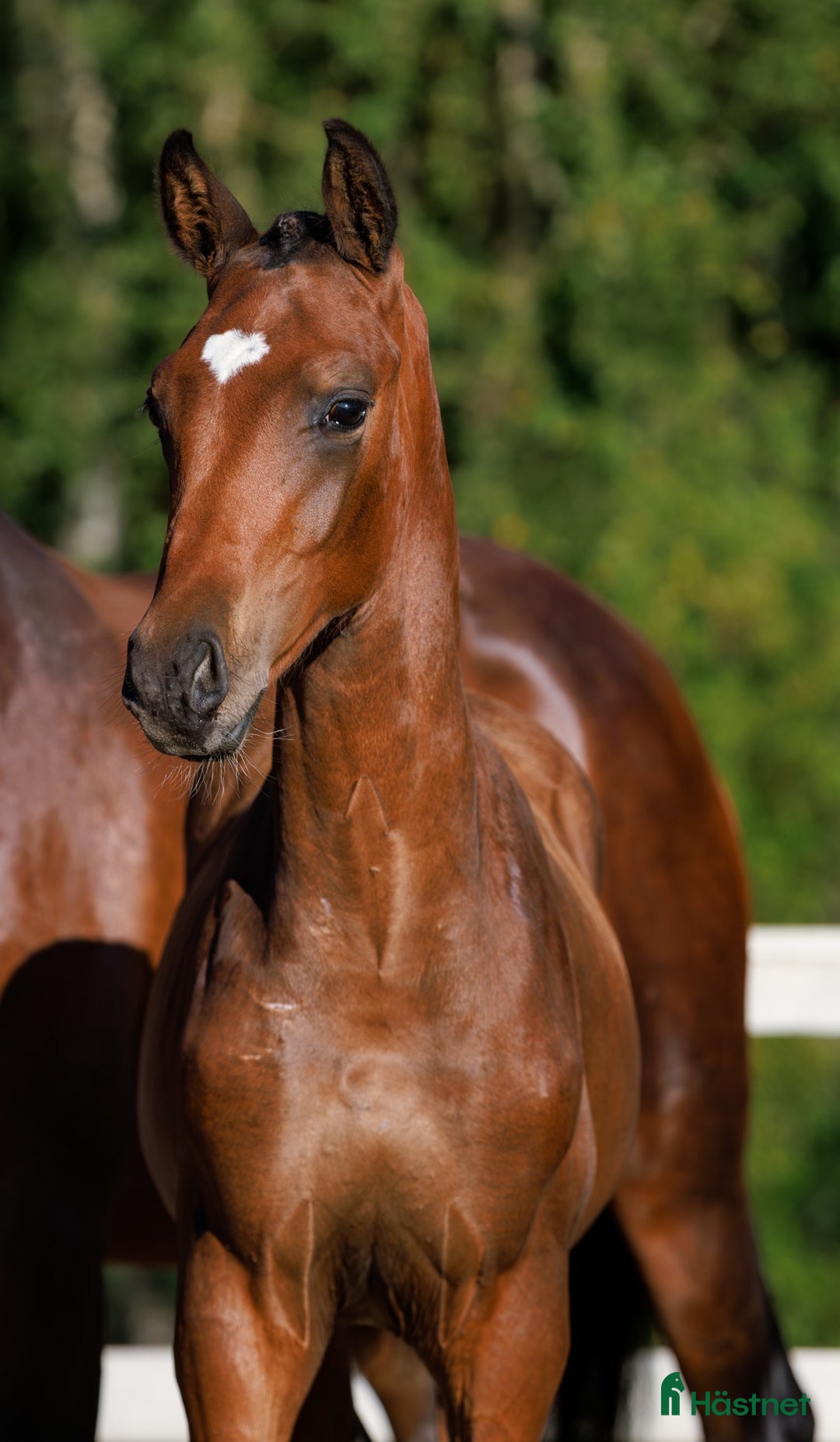 Dressyr hästar till salu: Hingstföl e. Skyline To B  i Uddevalla - Annons 1