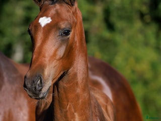 hästar Hingstföl e. Skyline To B i Uddevalla - Annons 11