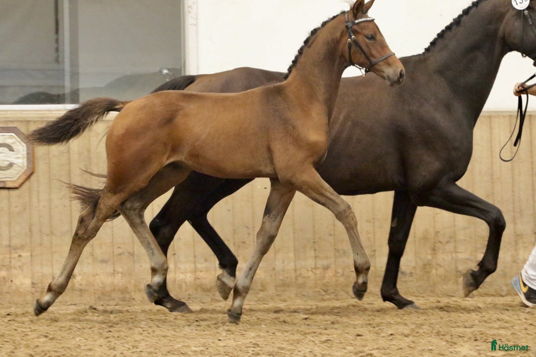 Dressyr hästar till salu: Fantastisk dressur emne - Annons 1