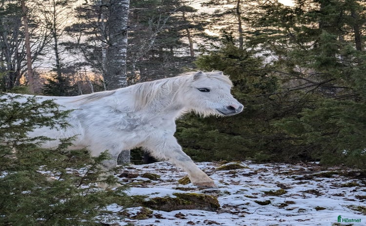  hästar i Kungsör - Annons 1