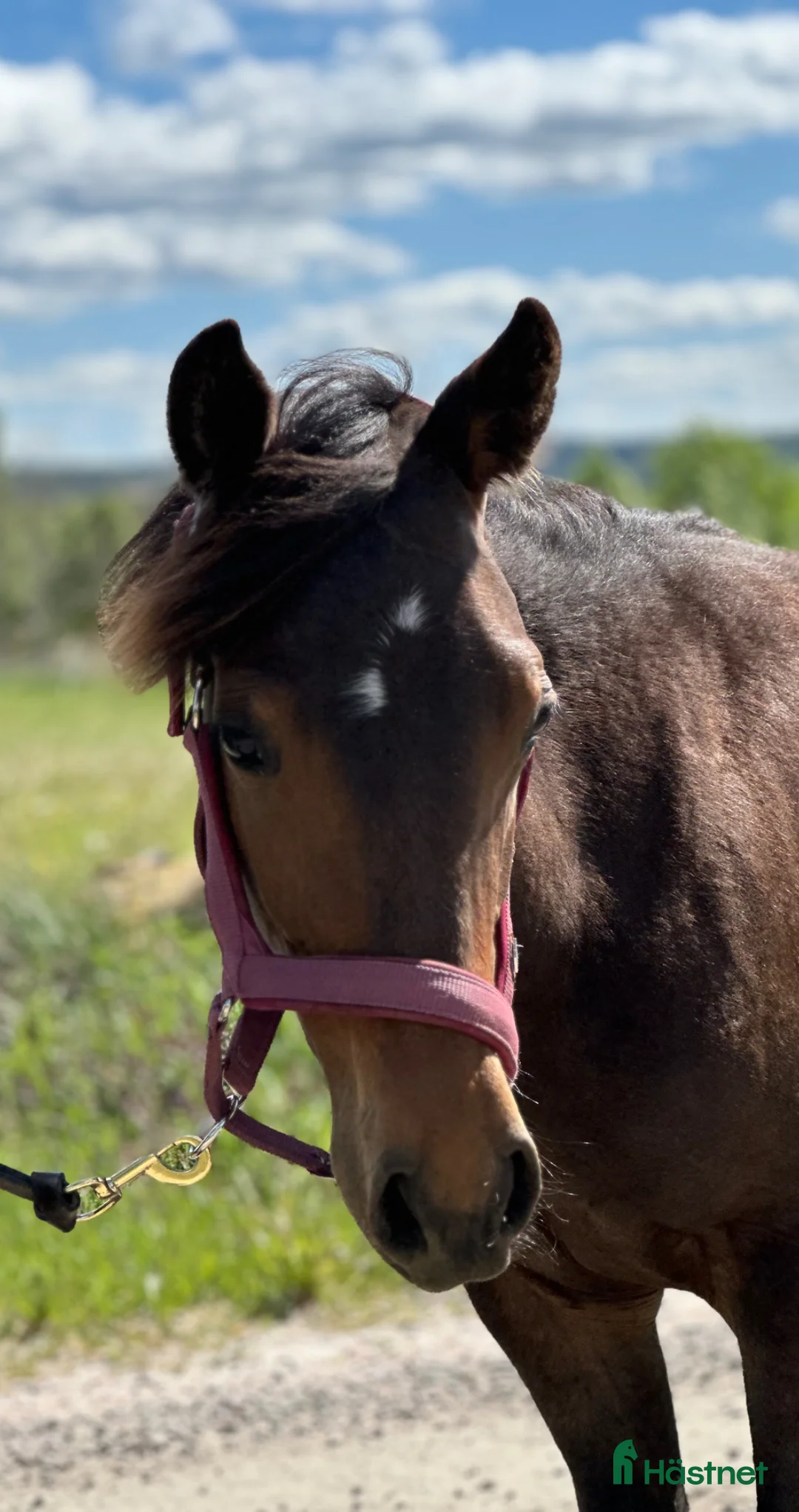 Western hästar till salu: Juni  - Annons 1