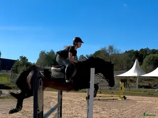 hästar Het och speciell men med stort hjärta - Annons 10