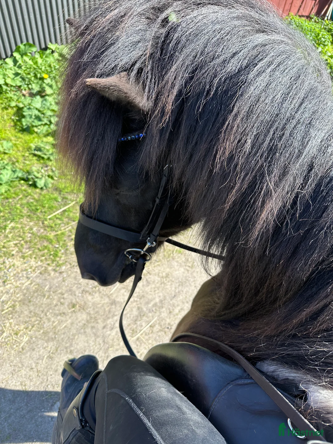  medryttarhäst finnes: Medryttare sökes -minst två dagar/vecka  - Annons 4