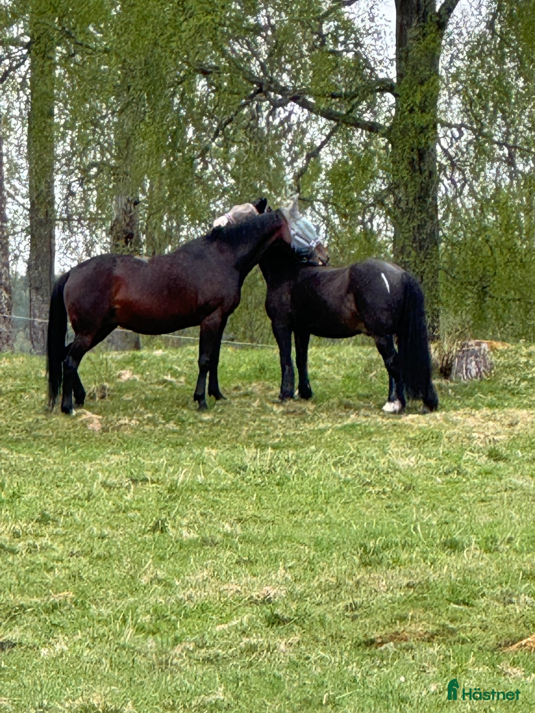 Allround hästar till salu: Intresse koll på världens snällaste sto - Annons 3