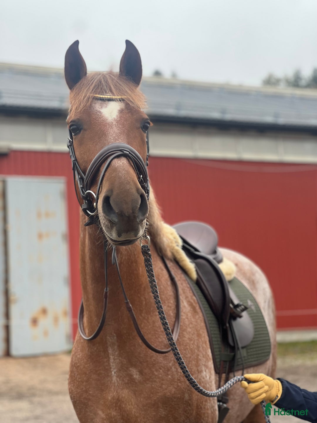 Dressyr hästar till salu: Välutbildad PRE valack i Varberg - Annons 2