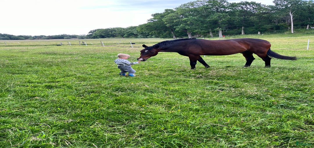 Galleribild {{count}}