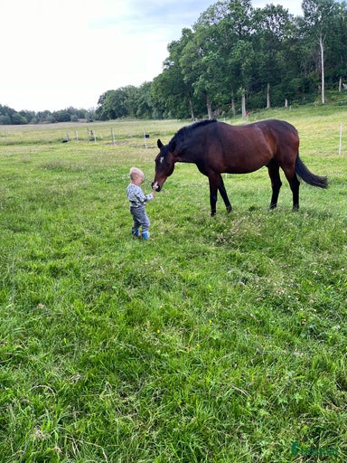 Galleribild {{count}}