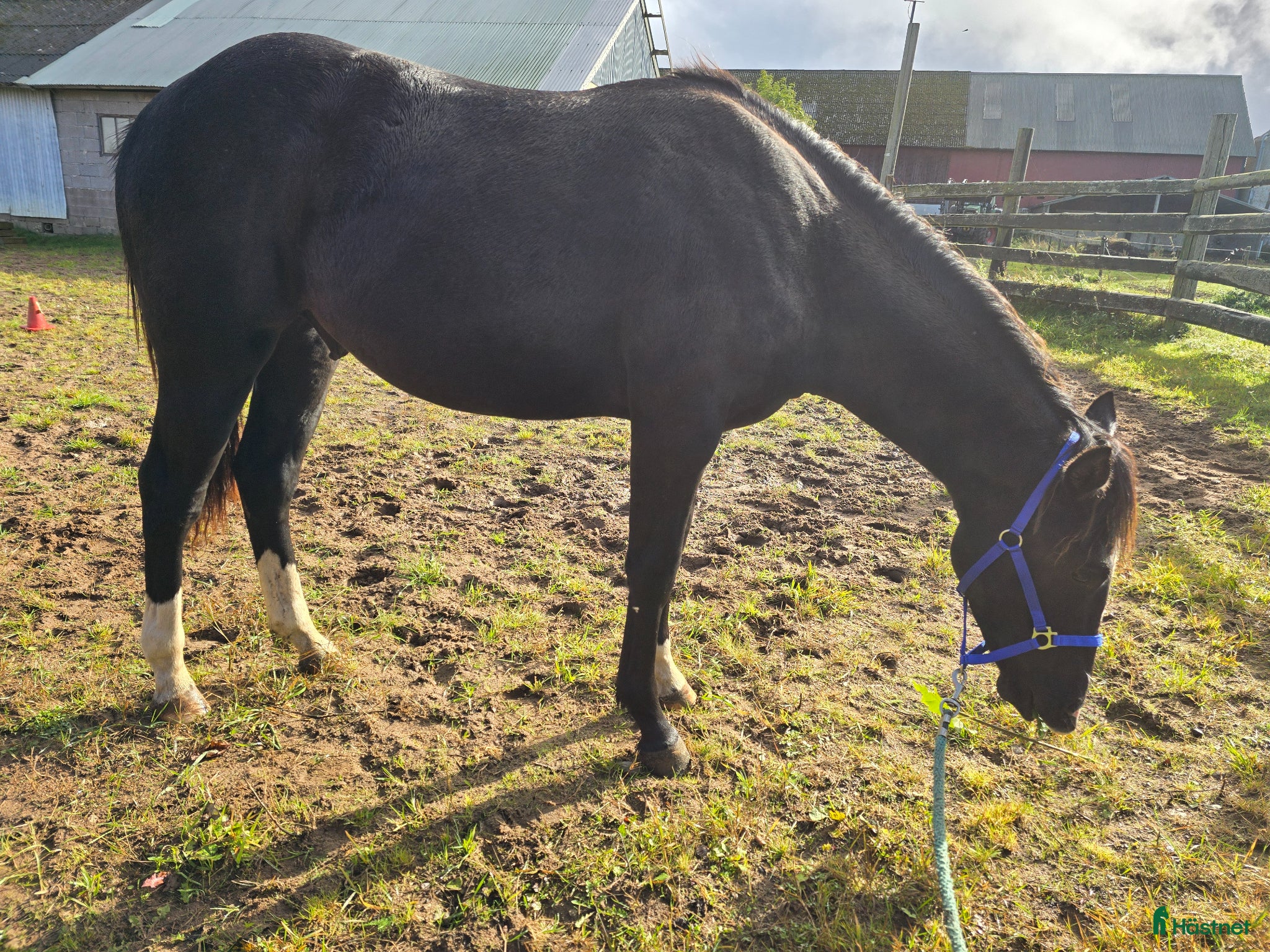  hästar Trevlig och cool paintkille - Annons 1