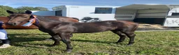 Avelshästar hästar till salu: Avelssto för hoppsporten  - Annons 3