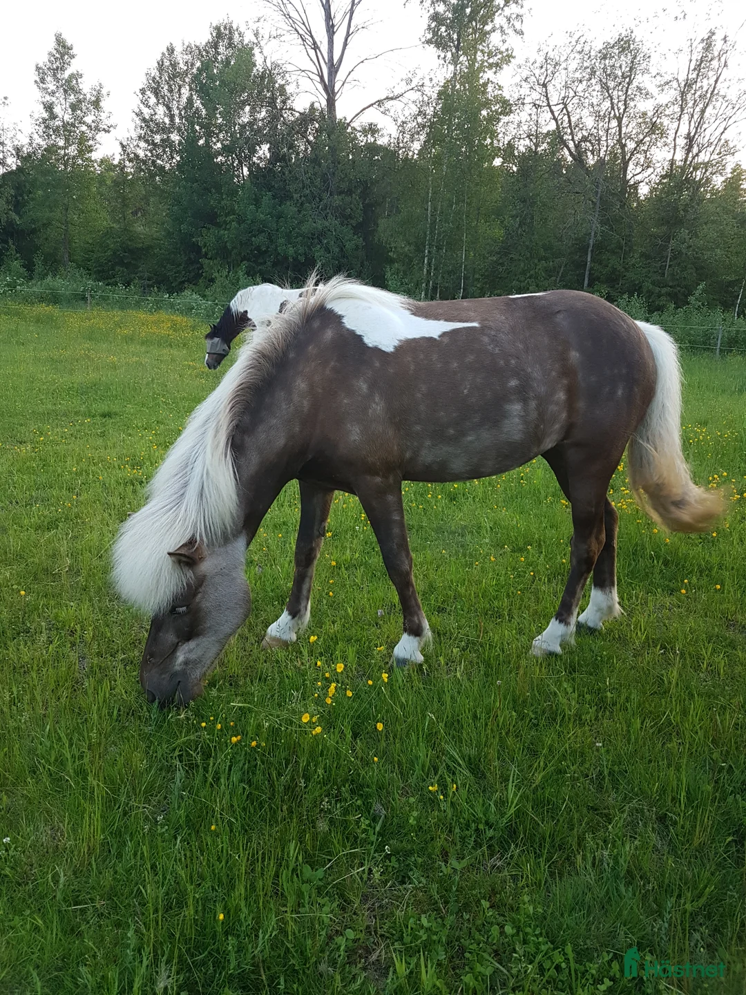 Island hästar till salu: Hrina från Bengterud - Annons 3