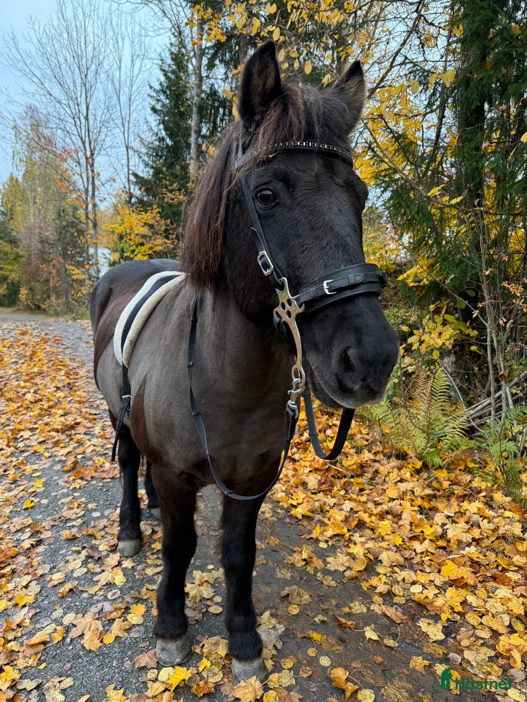 Allround hästar till salu: Fin häst med stor vilja  i Norrtälje - Annons 1