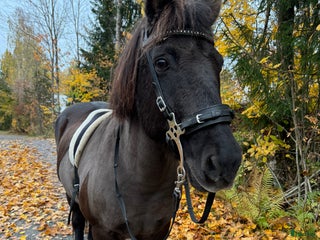 hästar Fin häst med stor vilja i Norrtälje - Annons 16