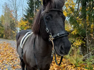 hästar Fin häst med stor vilja i Norrtälje - Annons 5