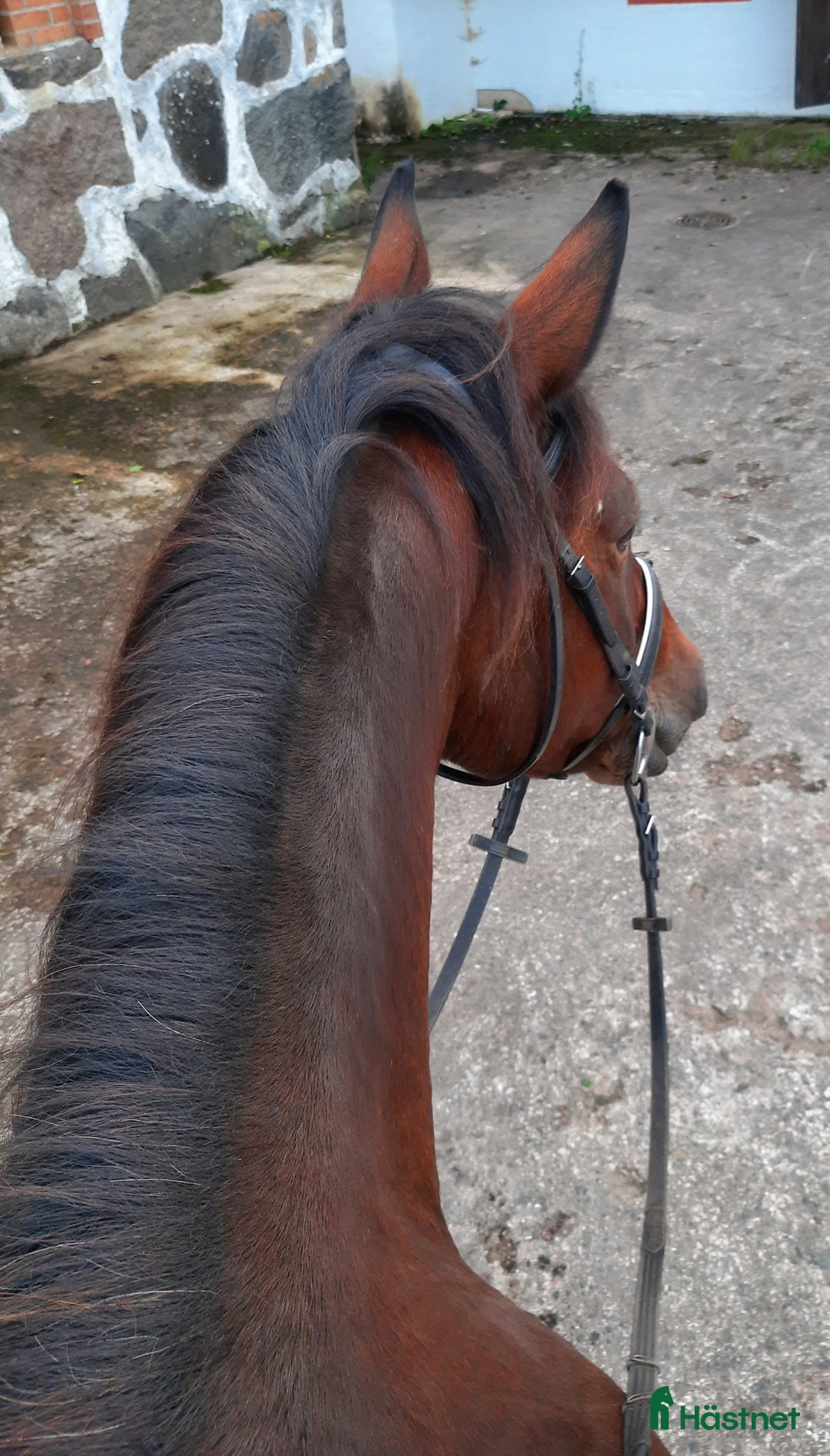 Allround hästar till salu: D-ponny med storhäst-känsla - Annons 6