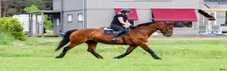  medryttarhäst sökes: Medryttarhäst sökes i Nyköping  i Nyköping - Annons 5