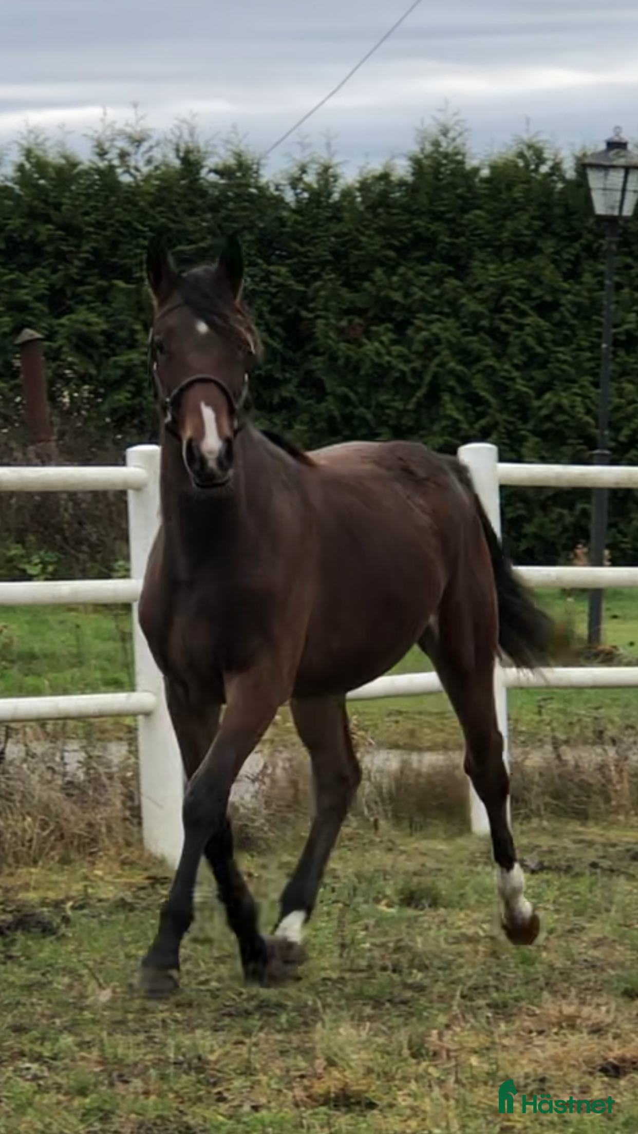  hästar 🌟Välstammade unghästar🌟 i Enköping - Annons 2