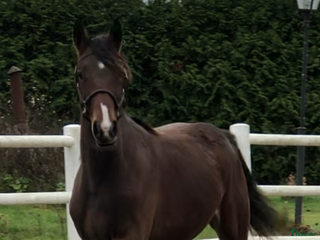 hästar 🌟Välstammade unghästar🌟 i Enköping - Annons 21