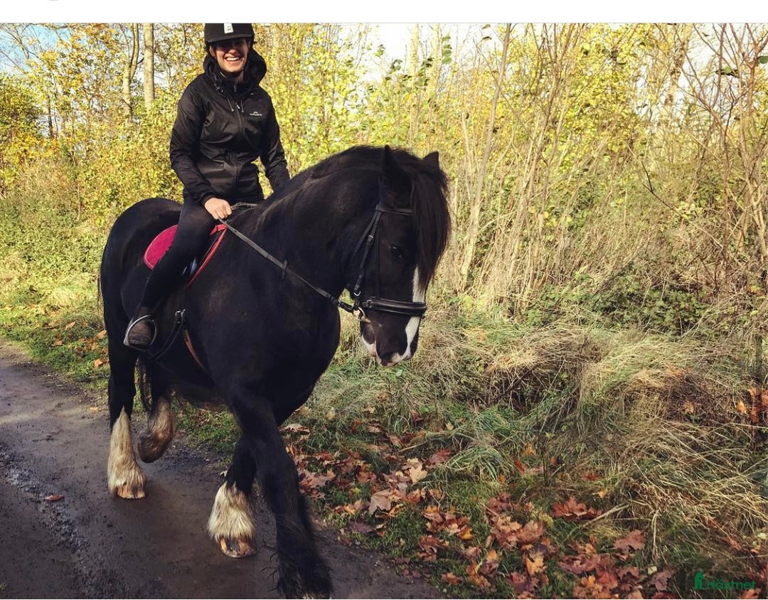 Sällskap hästar till salu: Världens bästa sällskapshäst i Kristianstad - Annons 4